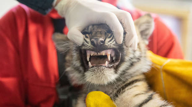 Tiger cub has his teeth checked by a ZSL vet 