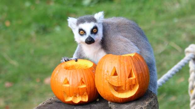 A ring-tailed lemur at Whipsnade Zoo investigates pumpkins filled with sweetcorn
