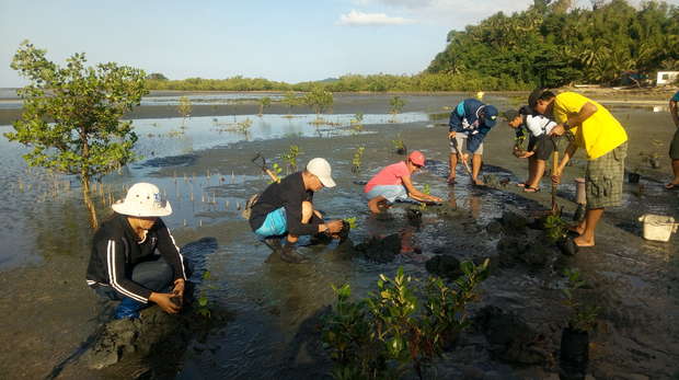 The ZSL conservation team in the Philippines planting mangroves