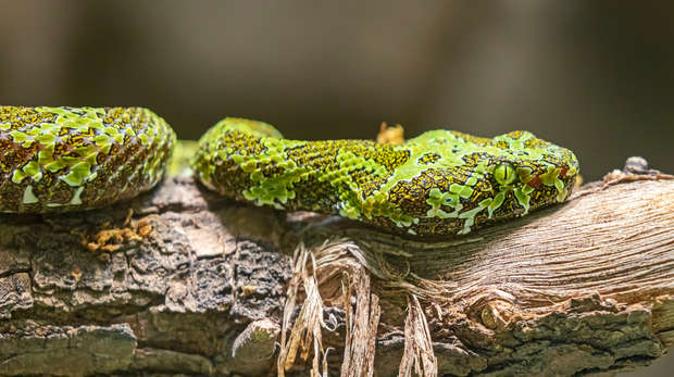 Mangshan viper. Image © Shutterstock