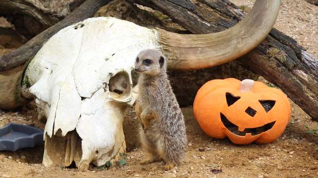 Meerkats explore a papier-mâché pumpkin at ZSL Whipsnade Zoo