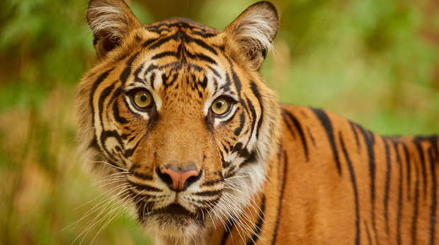 Close up image of a black and orange striped Sumatran tiger at London Zoo