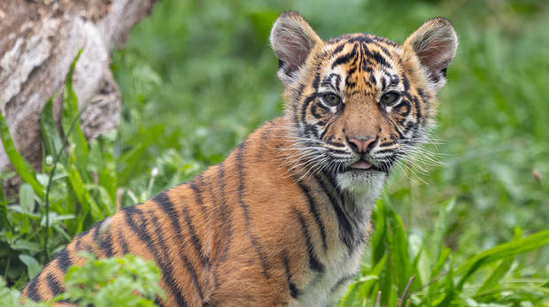 Sumatran tiger cub, Zac