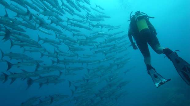 A diver with a school of fish