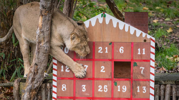 Asiatic lioness, Arya, opens advent calendar at ZSL London Zoo