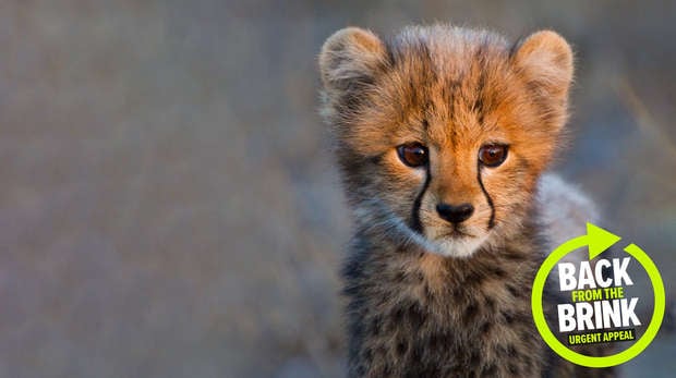 Back from the Brink - urgent appeal logo over an image of a young cheetah