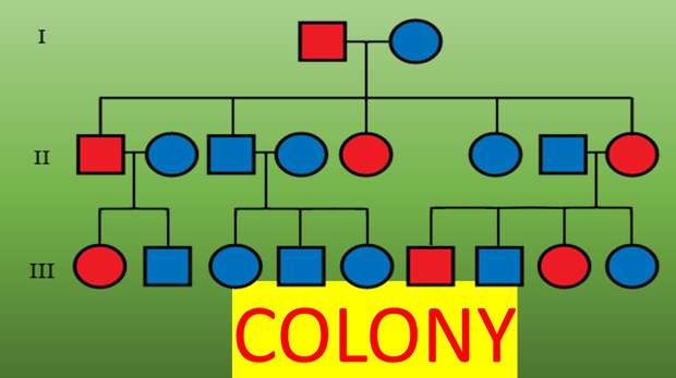 COLONY software for reconstructing pedigrees from marker genotype data