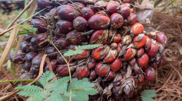 A close up image showing fresh palm oil fruit