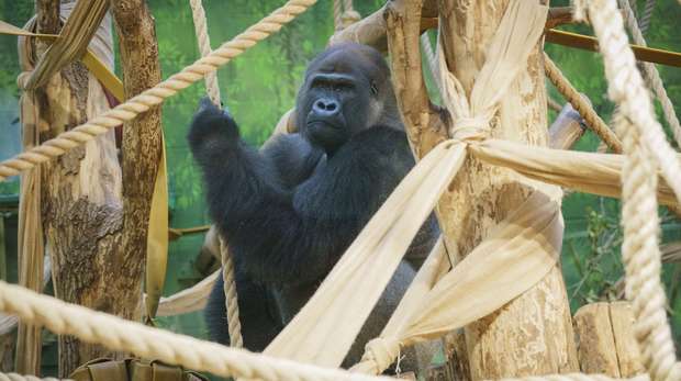 Kiburi in his new Gorilla Kingdom home at ZSL London Zoo