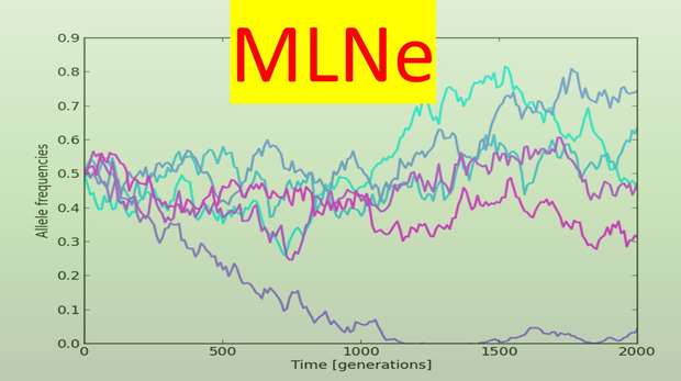 MLNe software for estimating Ne from temporal genotype data