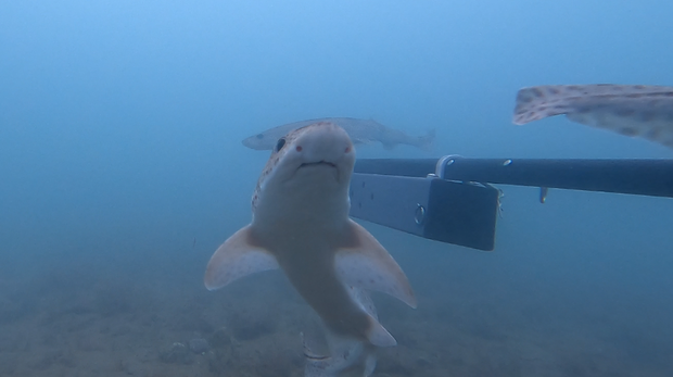 A group of smallspotted catshark investigates an underwater camera in Cardigan Bay  