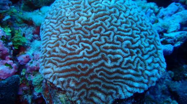 Image of Chagos brain coral - large round object with a maze like pattern underwater © Rachel Jones
