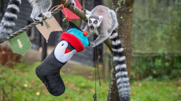 A ring-tailed lemur with a Christmas stocking at Whipsnade Zoo