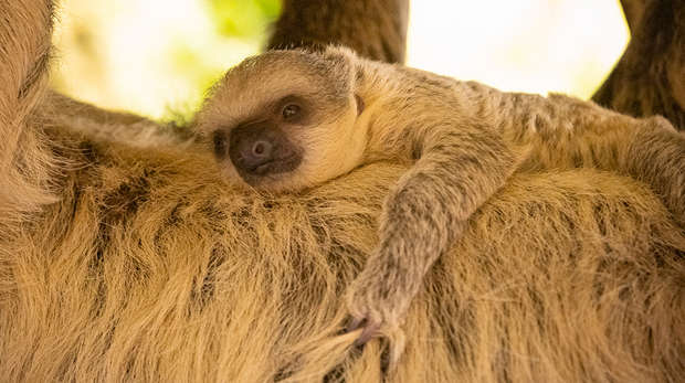 Baby sloth holds onto his mum Marilyn