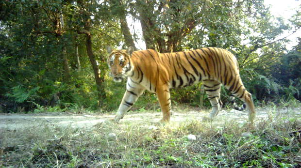 Orange and black striped tiger captured on a camera trap image walking in grass