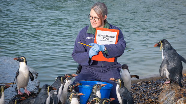 Northern rockhopper penguins are counted at Whipsnade Zoo's annual stocktake 2023