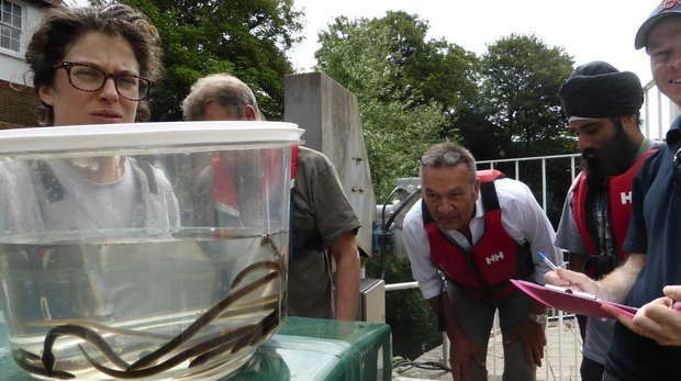 ZSL Citizen Scientists with eels on the River Brent in 2014