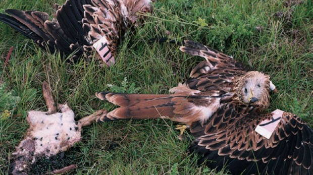 Dead bird of prey / Ian Carter, Natural England