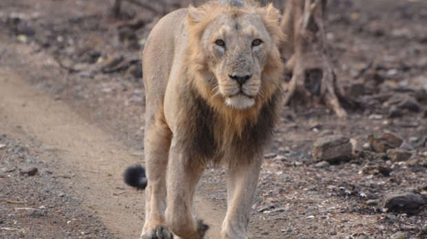 Asiatic lion on road, Gir