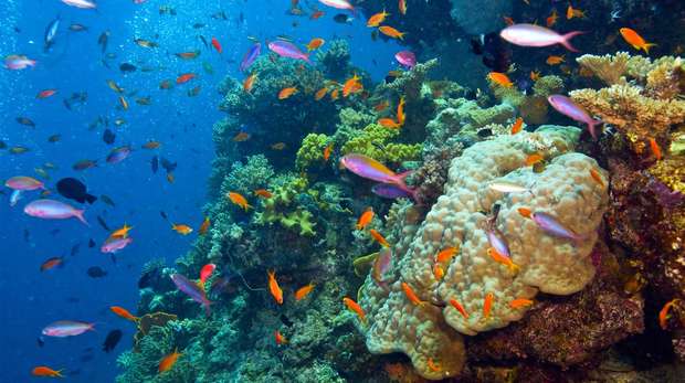 Great Barrier Reef (c) WWF