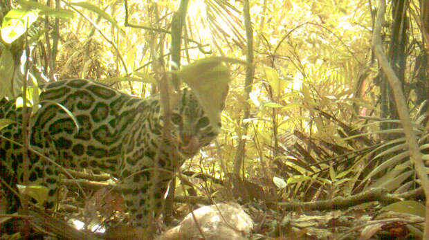 An ocelot with dinner, caught on camera trap in Panama