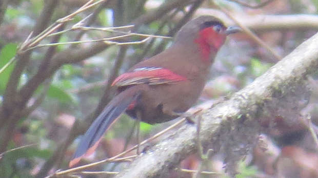 Red-faced Liocichla, Nepal