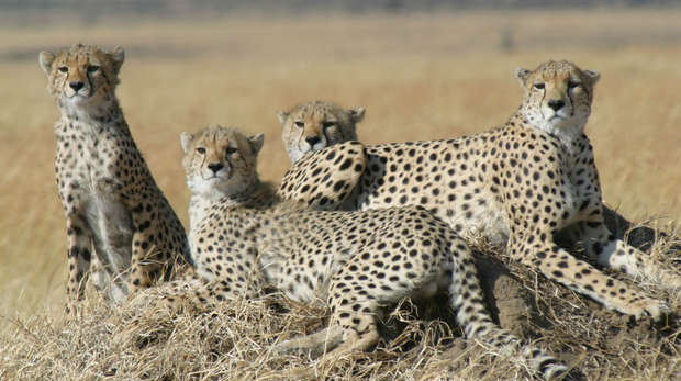 Family of cheetah in Tanzania