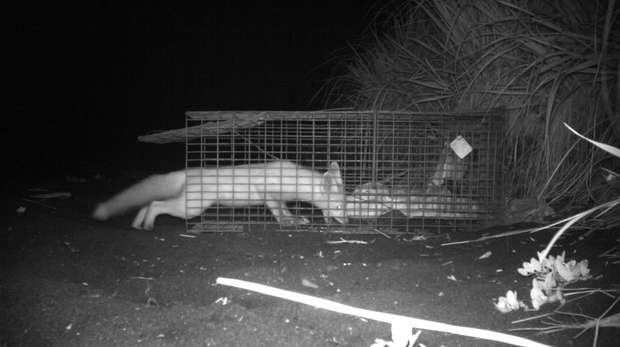 A red fox spotted on a motion sensor camera inspecting the trap used for investigating their decline