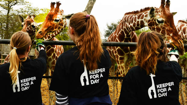 Participants feeding the giraffes