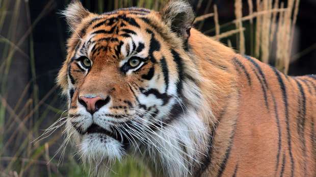 Sumatran tiger at ZSL London Zoo