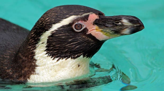 Penguin at ZSL London Zoo