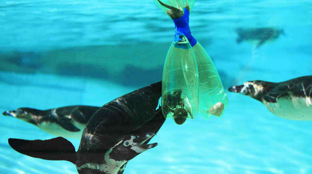 penguins with plastic bottles