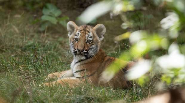 Dmitri the Amur tiger cub