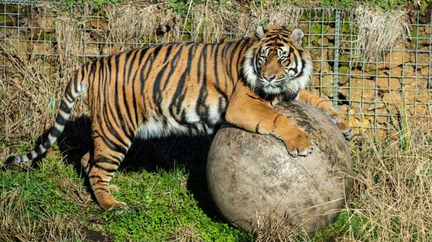 Asim explores his new home at ZSL London Zoo