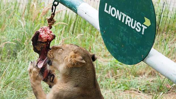 A lionesses eats her breakfast from the seesaw to celebrate World Lion Day