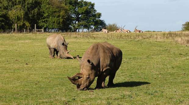 White rhinos Clara and Bertha with gemsbok at ZSL Whipsnade Zoo