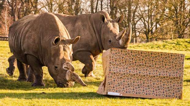 Our white rhinos explore a giant Christmas present at ZSL Whipsnade Zoo