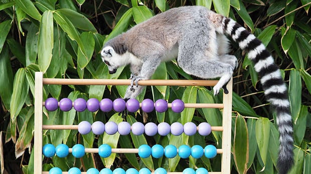 A lemur takes part in the annual stocktake at ZSL Whipsnade Zoo