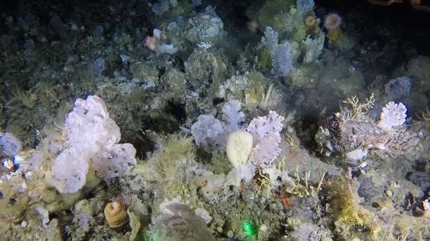 Coral and sponge garden 550m, deep-sea benthic video sled image