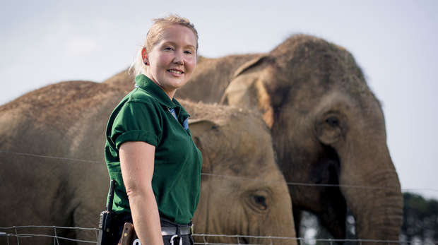 Zookeeper poses with elephants