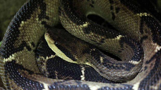 snake up close
