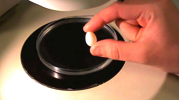 Egg being held over saline solution