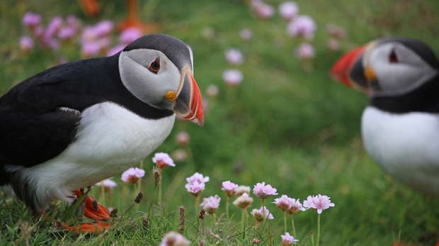 Two puffins are photographed among the grass.