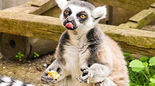 A lemur sticks their tongue out at ZSL London Zoo
