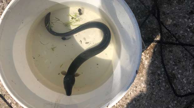 European eel in the River Brent