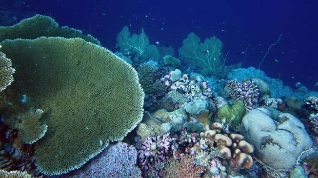Corals under water