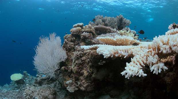 white corals underwater