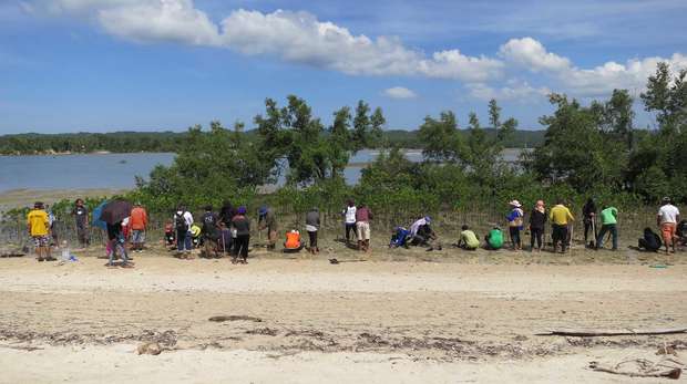 people planting mangroves