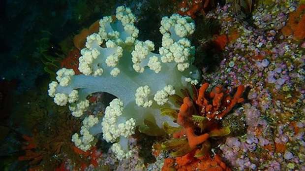 Cauliflower soft coral in False Bay, South Africa