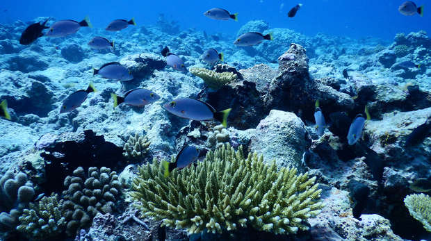 Chagos coral reef